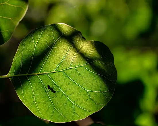 Dioxyde de carbone CO2