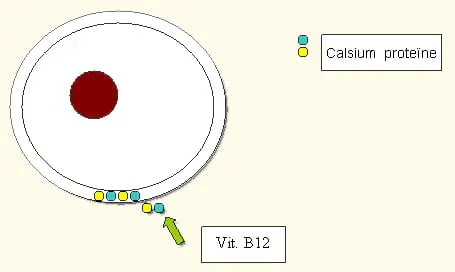 Metrop Calgreen Calcium/Magnésium engrais